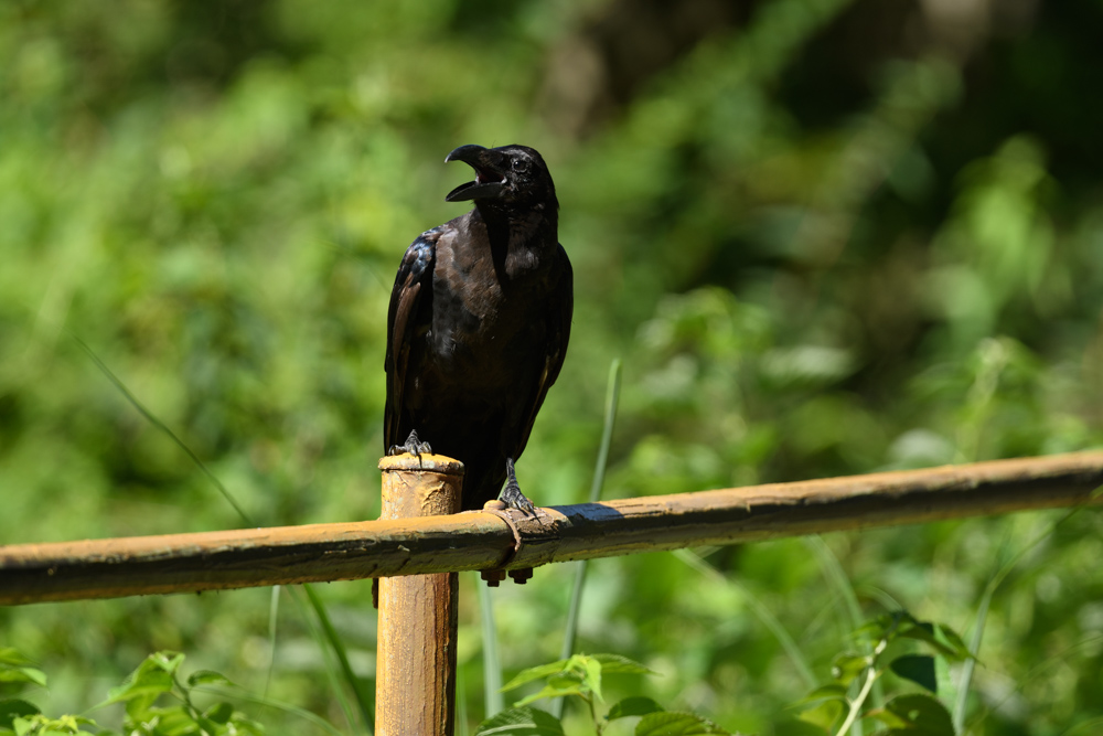 カラス幼鳥 juvenile crow