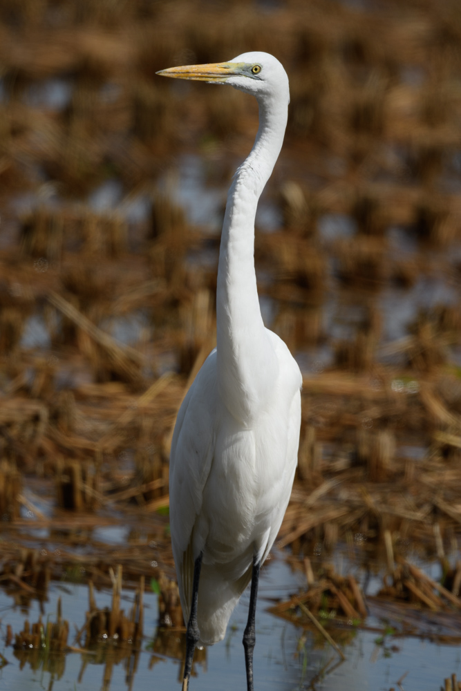 ダイサギ great egret