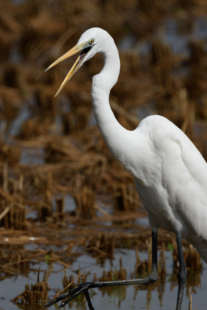 ダイサギ great egret