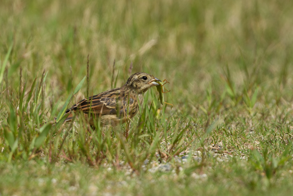 ホオジロ幼鳥 juvenile Meadow Bunting