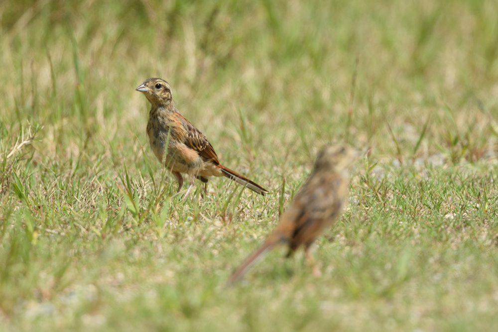 ホオジロ幼鳥 juvenile Meadow Bunting