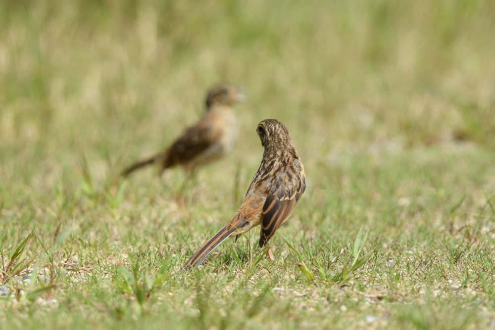 ホオジロ幼鳥 juvenile Meadow Bunting