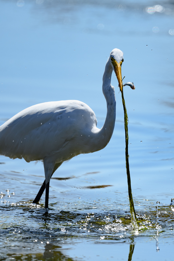 ダイサギ great egret