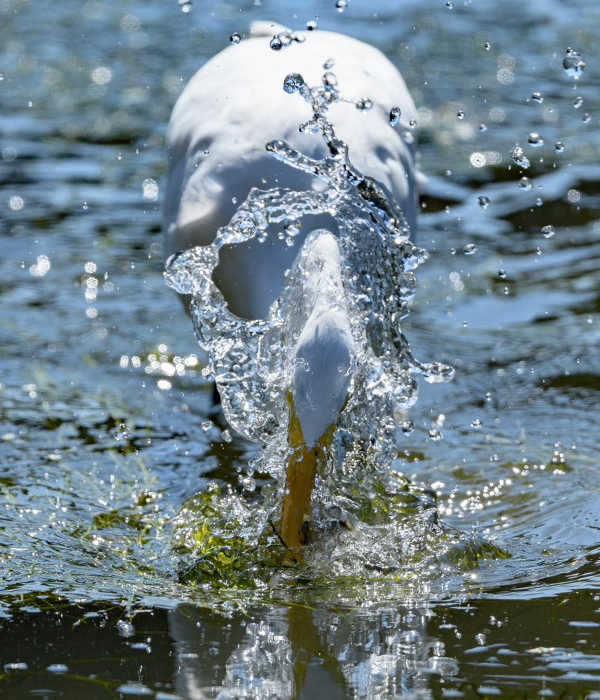 ダイサギ great egret