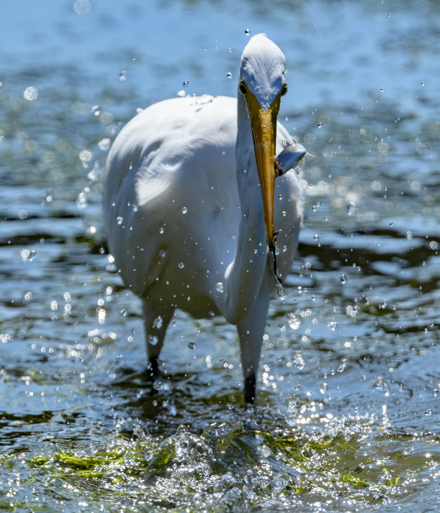 ダイサギ great egret