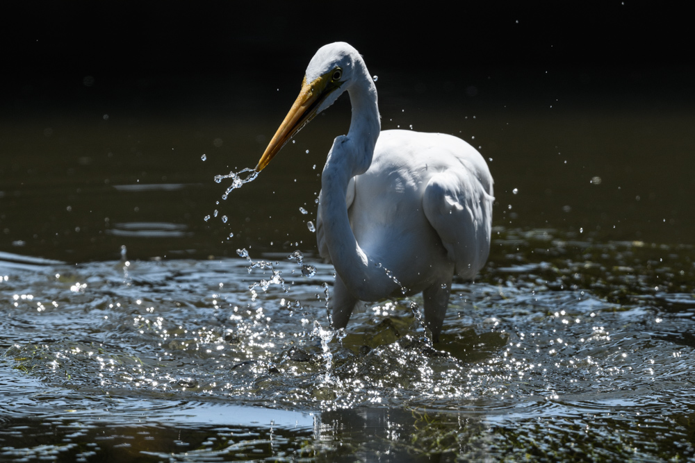 ダイサギ great egret