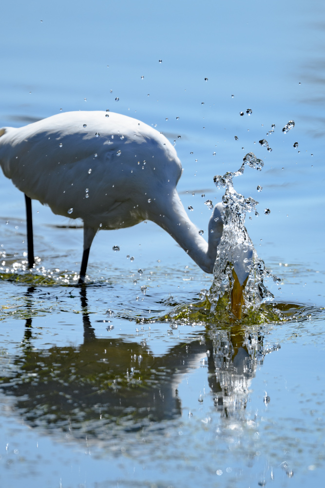 ダイサギ great egret