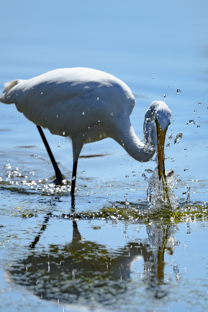 ダイサギ great egret