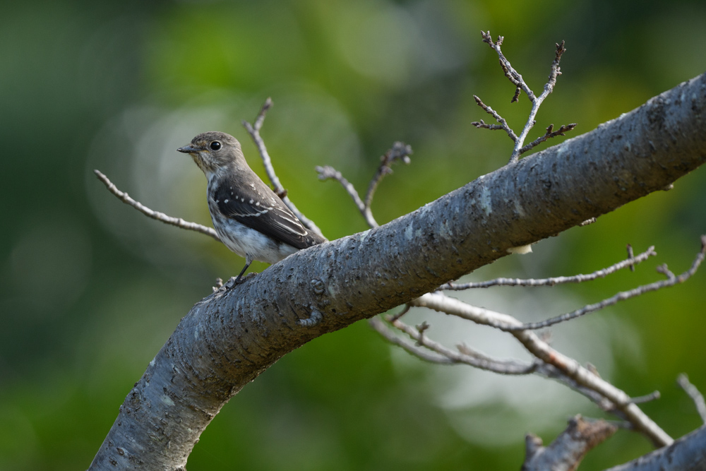 エゾビタキ Grey-streaked Flycatcher