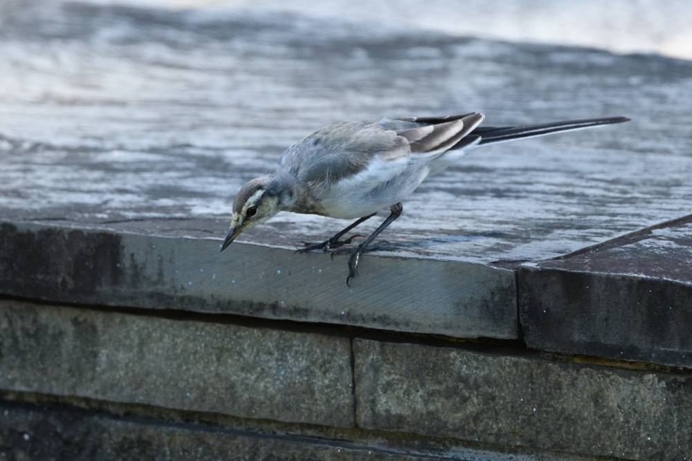 ハクセキレイ white wagtail