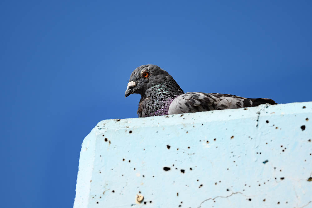 ドバト Rock Dove