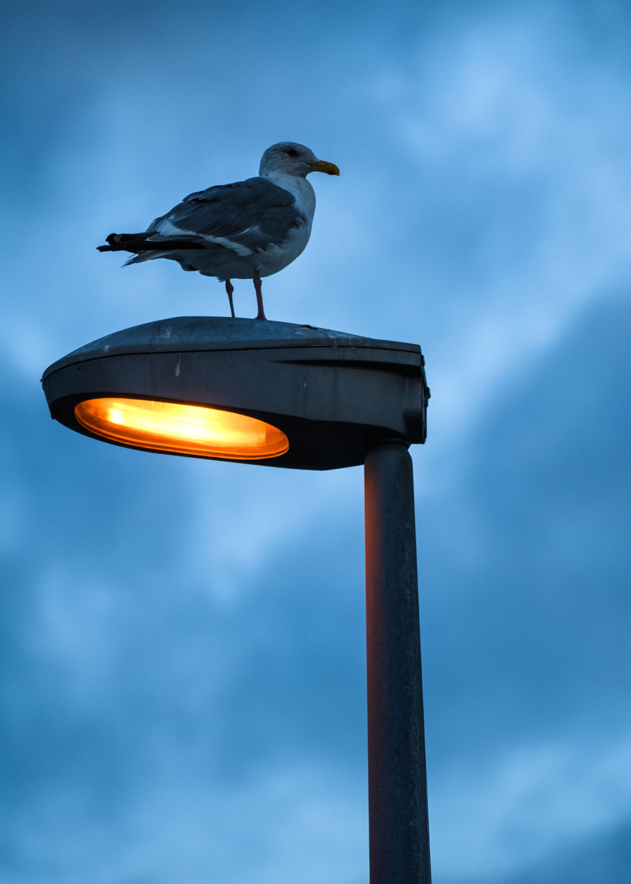 夜明け前の薄明りの中、街灯の上に立つセグロカモメ。 A Herring Gull stands on a street lamp in the pre-dawn twilight. 