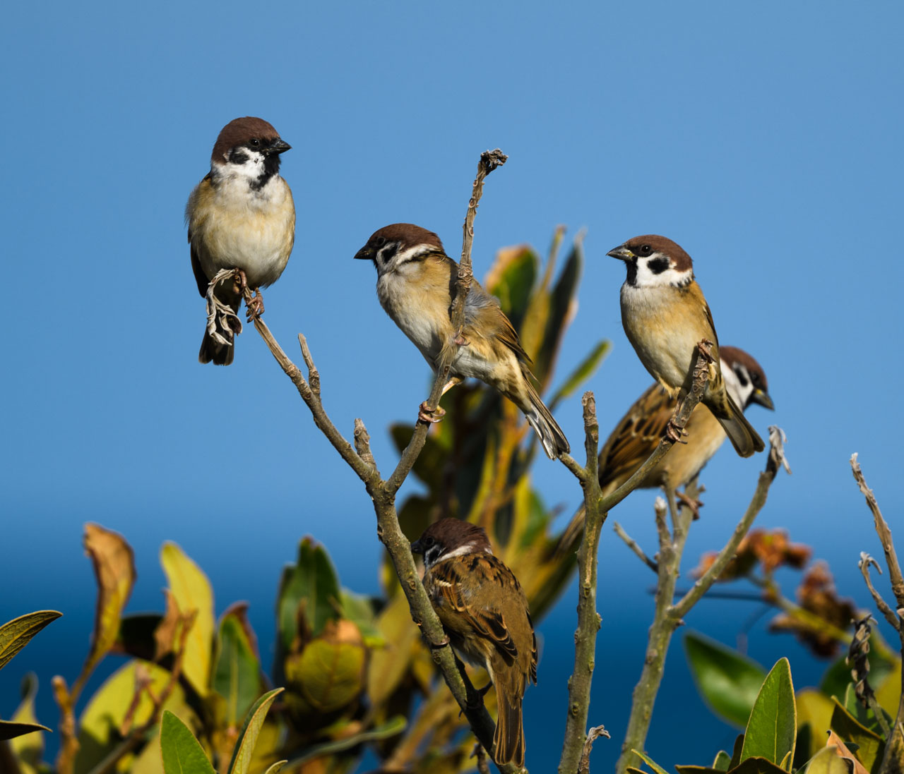 海を背景に枝先に集まるスズメたち。 Sparrows gather at the tips of branches with the sea in the background.