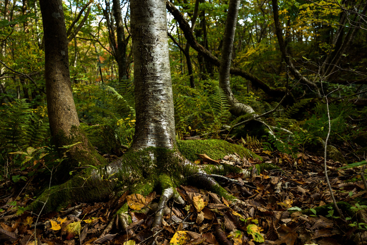 苔むした木と落ち葉が広がる森。柔らかく差し込む光で幹が輝く。 A forest of mossy trees and fallen leaves. The trunks shine in the softly shining light.