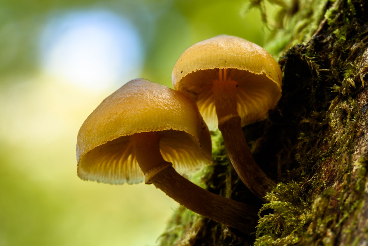 森の緑を背景に撮影した茶色い小型のキノコのクローズアップ Close-up of small brown mushrooms taken against forest green