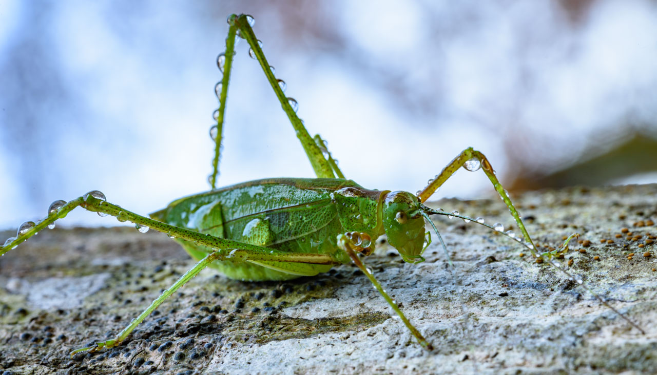 朝露を体にまとうキリギリス A grasshopper with morning dew on its body