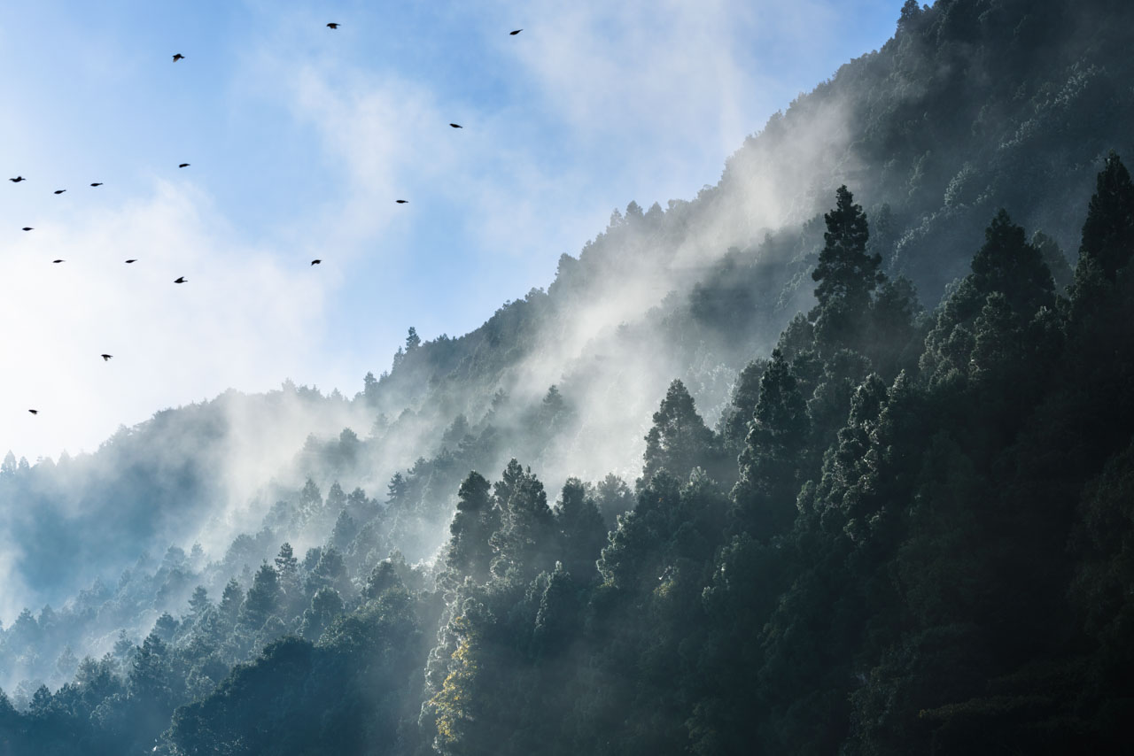 森の木々から立ち上る朝もやと飛び立つ鳥の群れ。Morning mist rising from the trees in the forest and flocks of birds in flight.