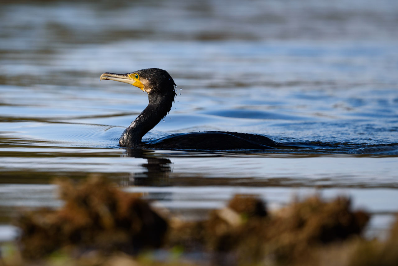 水面に浮上した直後の水に濡れたカワウ。 A waterlogged Great Cormorant just after emerging from the water.
