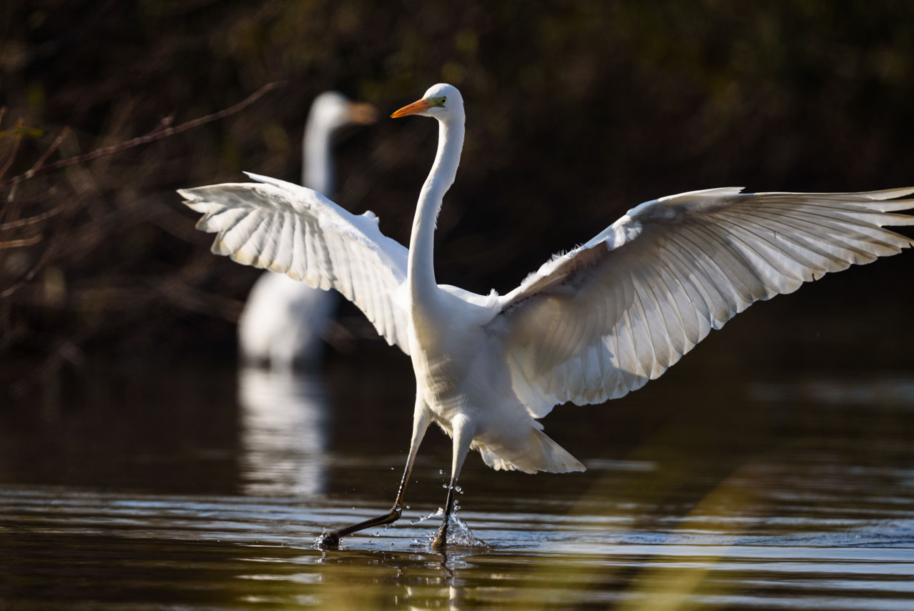 大きく翼を広げながらほぼ正面向きに着水するダイサギ。 A great egret lands on the water facing almost straight ahead with its wings spread wide.