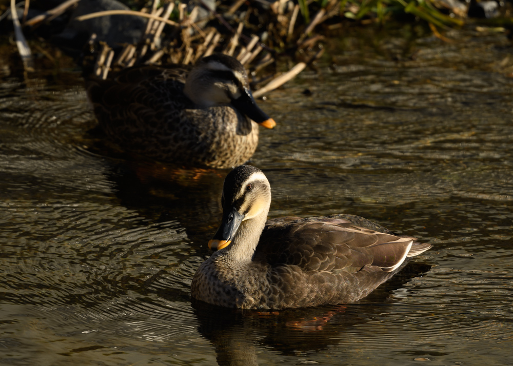 カルガモ / Eastern Spot-billed Duck