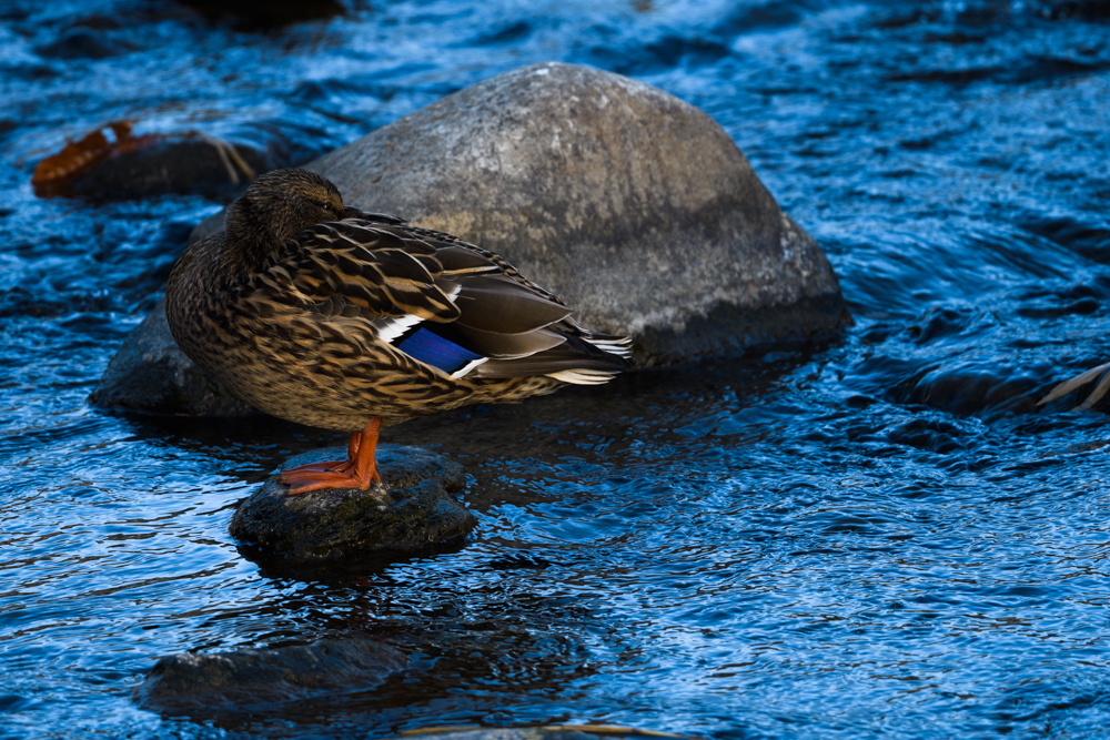 マガモ / Mallard