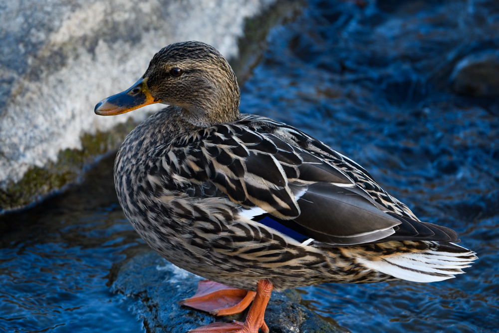 マガモ / Mallard