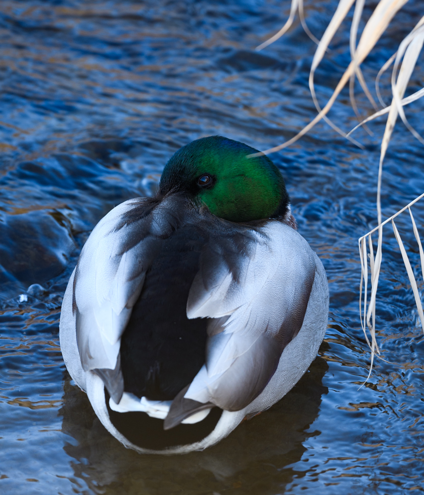 マガモ / Mallard