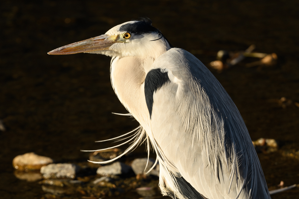 アオサギ / Grey Heron