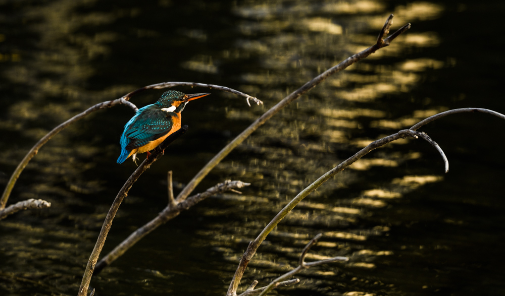 カワセミ / Common Kingfisher