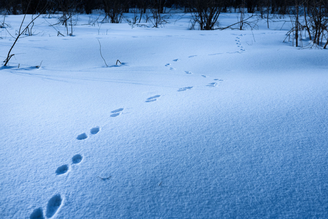 雪原に一本のキツネの足跡が続く。A single fox trail continues across the snowfield.