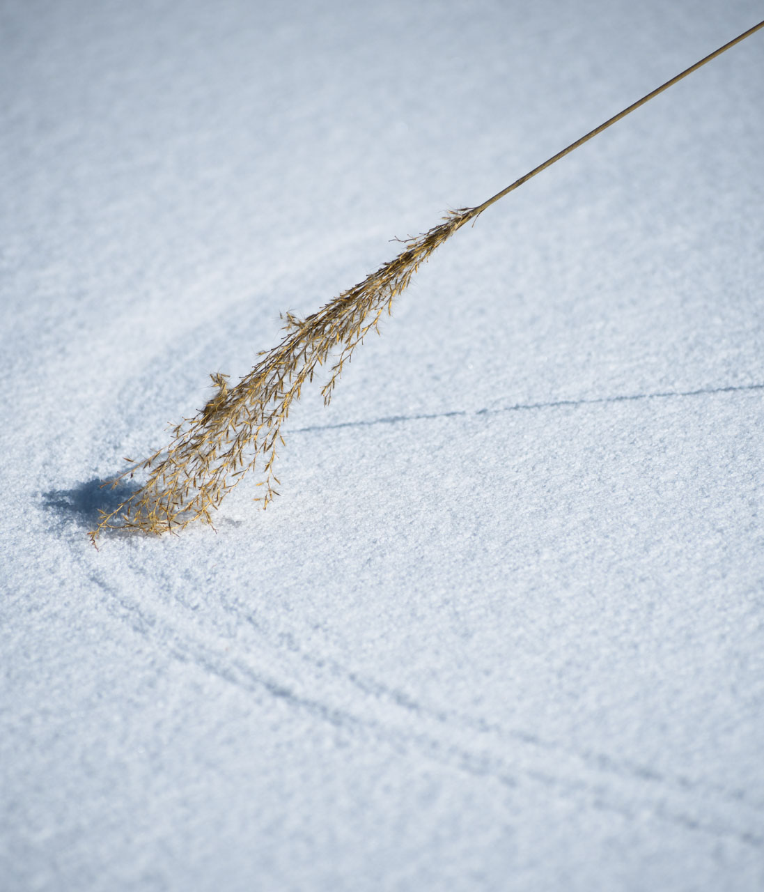 風に揺れるススキが粉雪に弧を描く Silver grass swaying in the wind arcs in the powdery snow