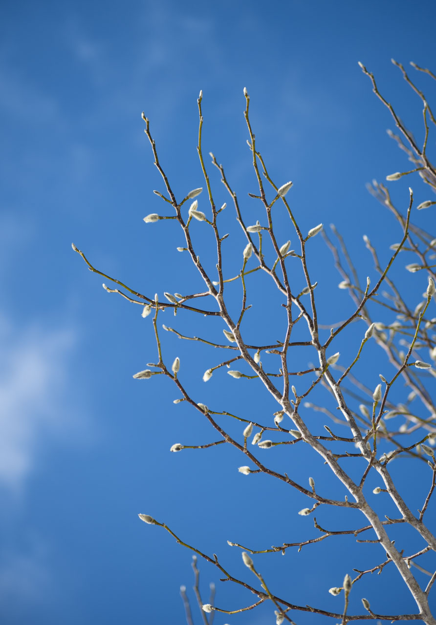 新芽を生やした木と冬の青空 Trees with new buds and blue winter sky