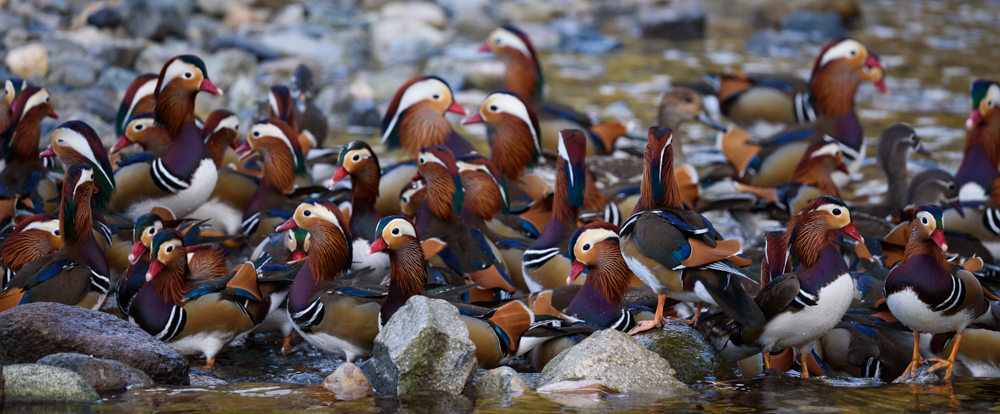 オシドリ / Mandarin Ducks