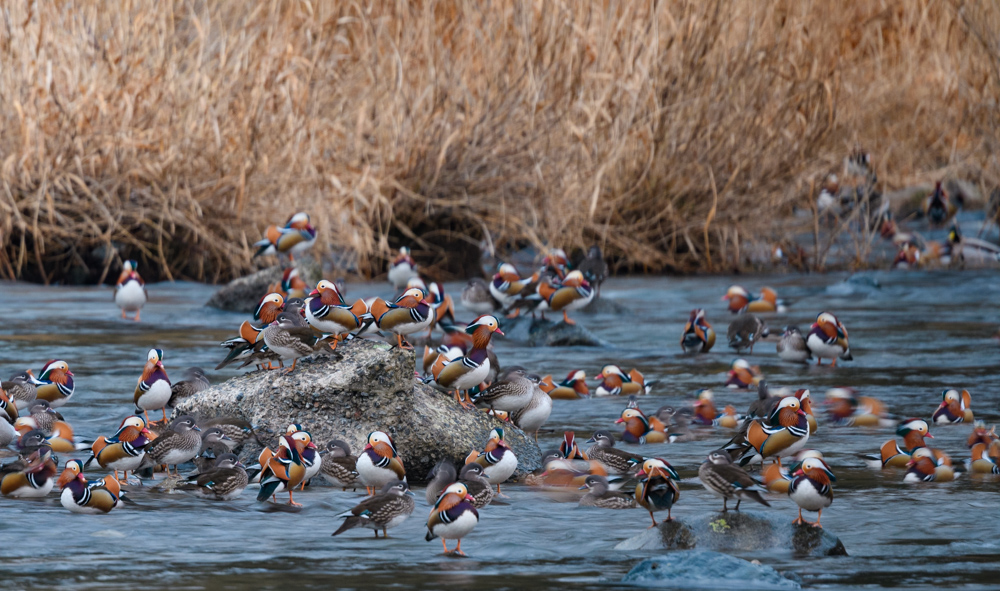 オシドリ / Mandarin Ducks