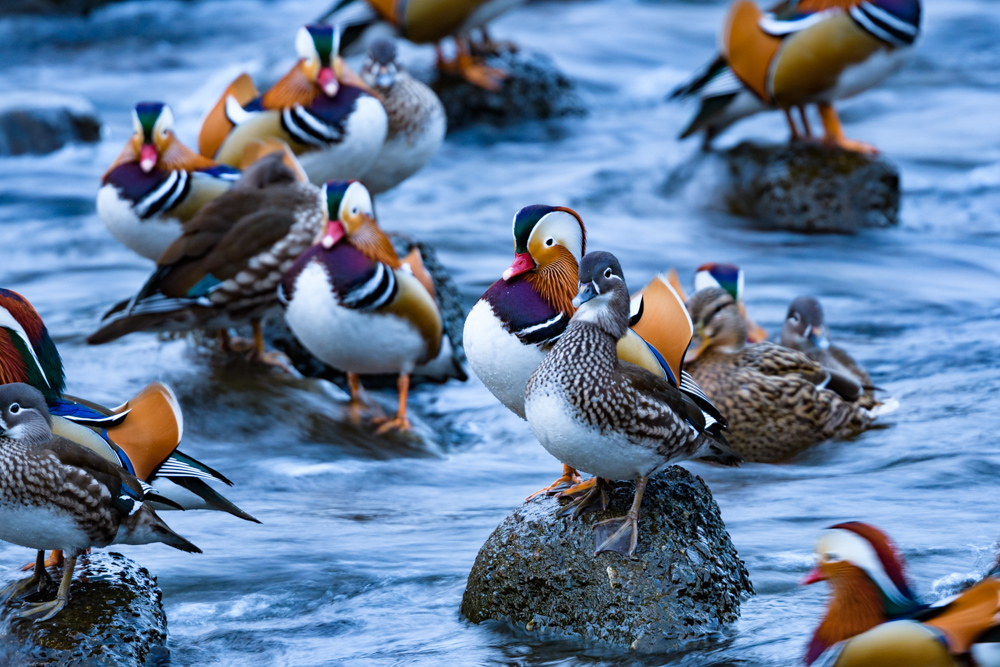 オシドリ / Mandarin Ducks