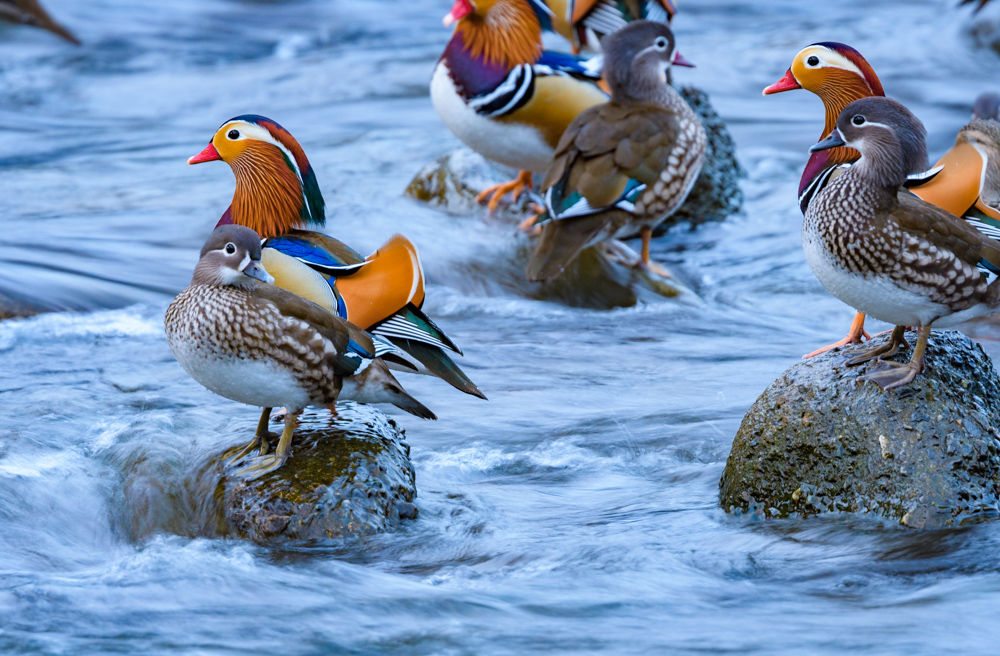 オシドリ / Mandarin Ducks