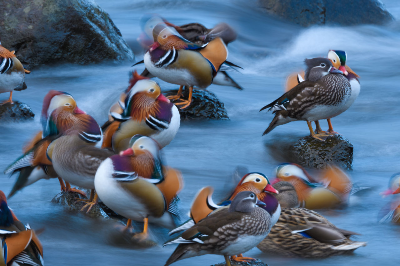 川の流れと、落ち着きなく動く10羽ほどのオシドリの集団。 A stream and a group of about 10 mandarin ducks moving restlessly.