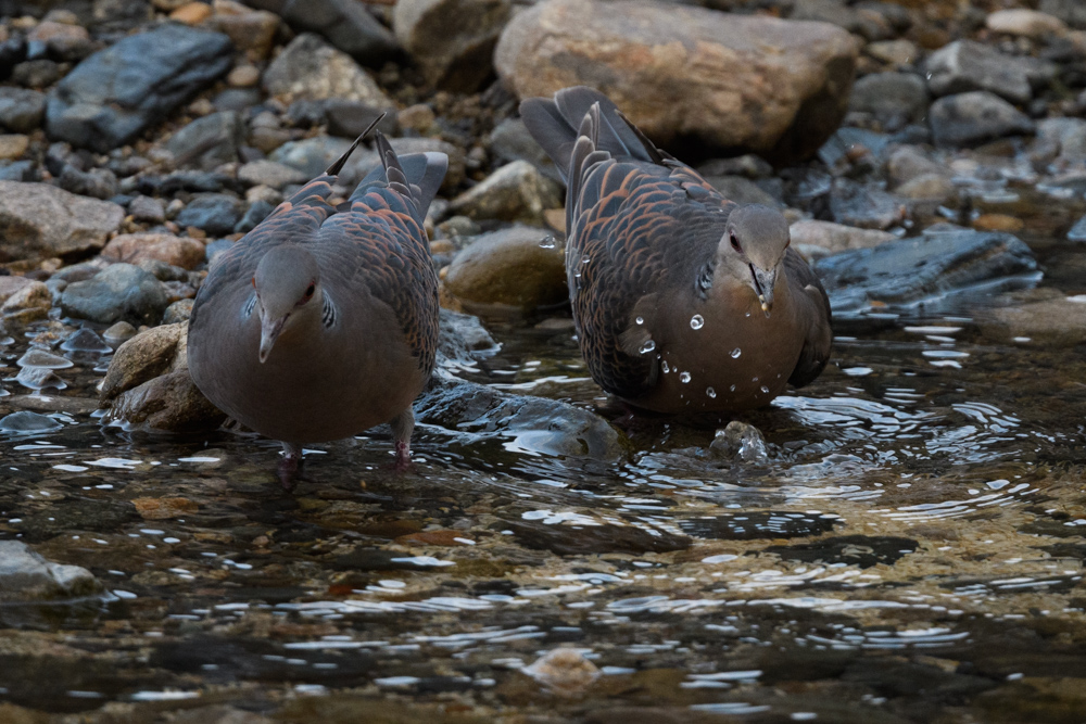 キジバト / Oriental Turtle Dove