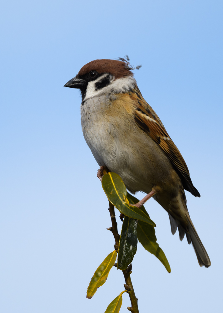 スズメ / Sparrow