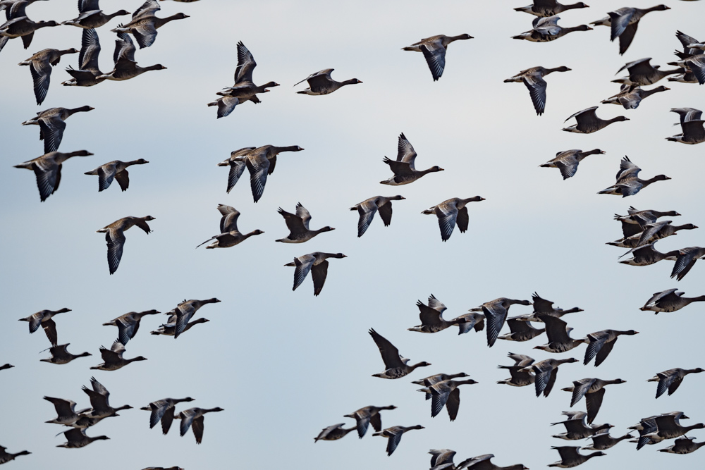 マガン Greater White-fronted Geese