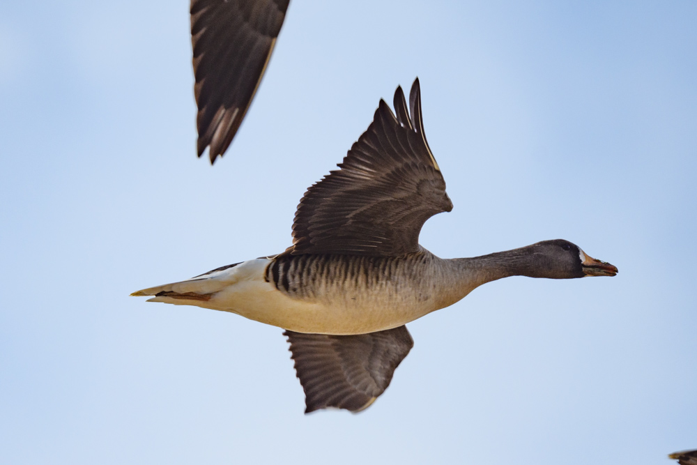 マガン Greater White-fronted Geese