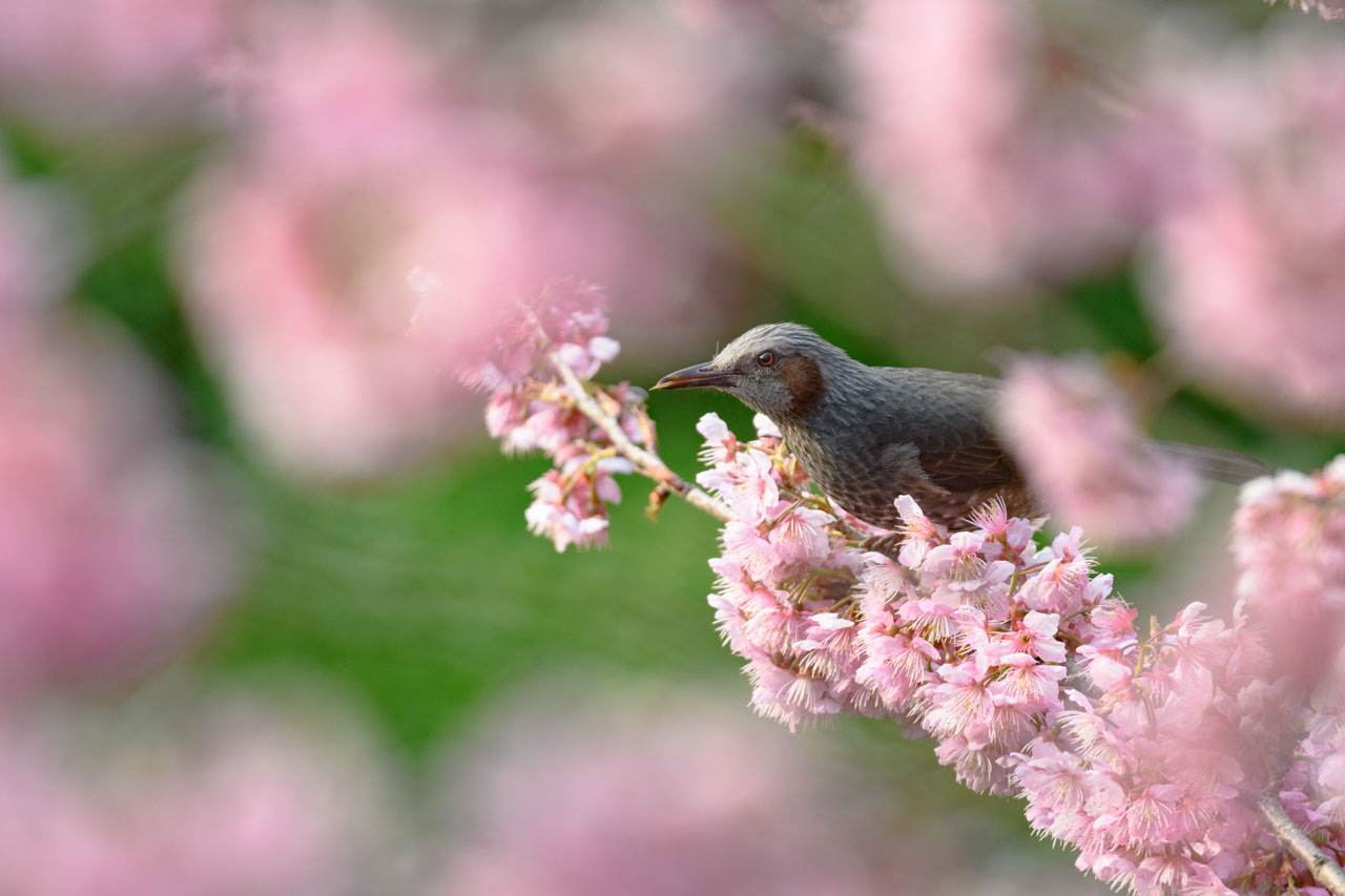 満開の桜の中、蜜を目当てにやってきたヒヨドリ。 A Brown-eared Bulbul came for nectar amidst cherry blossoms in full bloom.