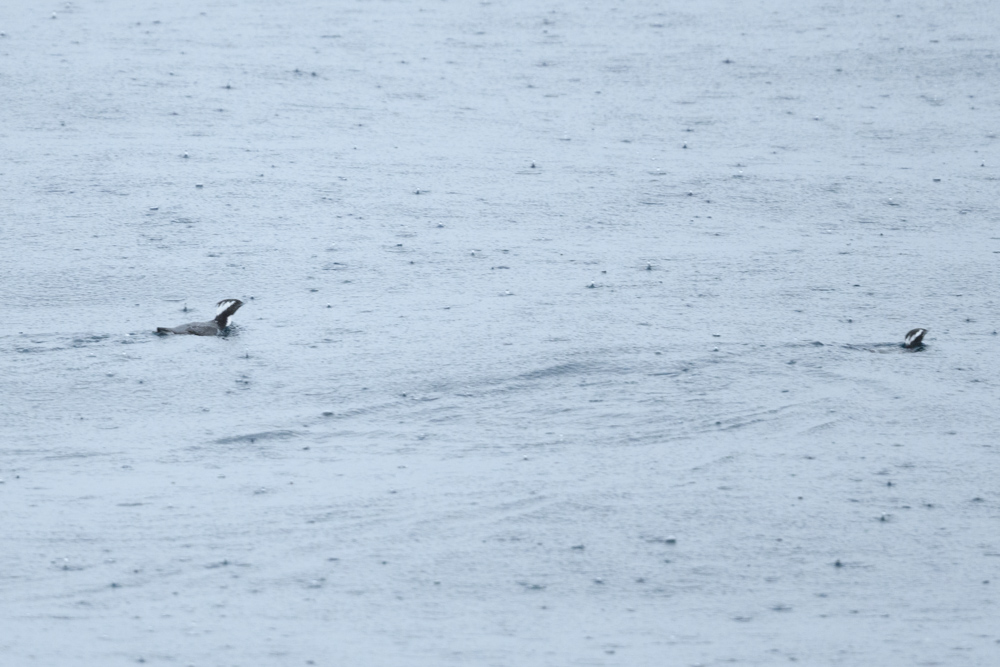 カンムリウミスズメ / Japanese Murrelet