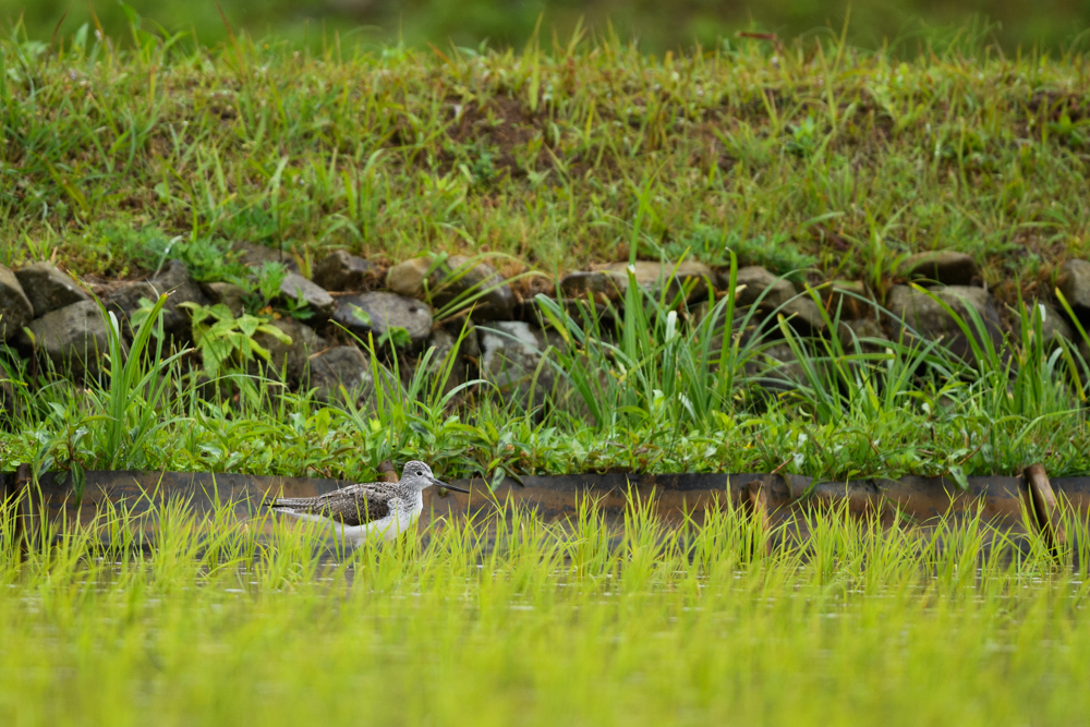 アオアシシギ / Common Greenshank