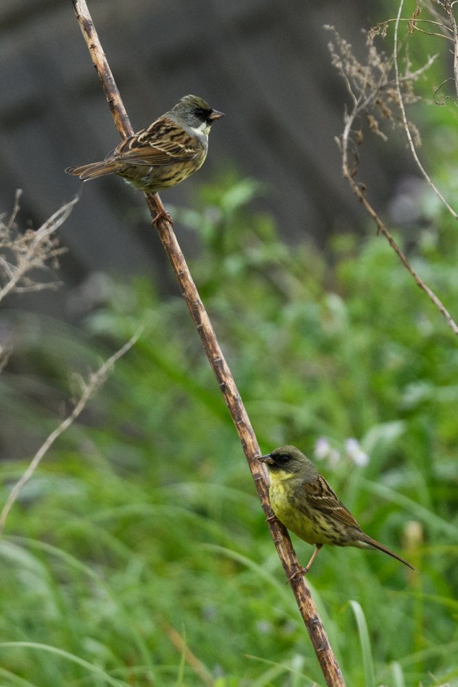 アオジ / Black-faced Bunting