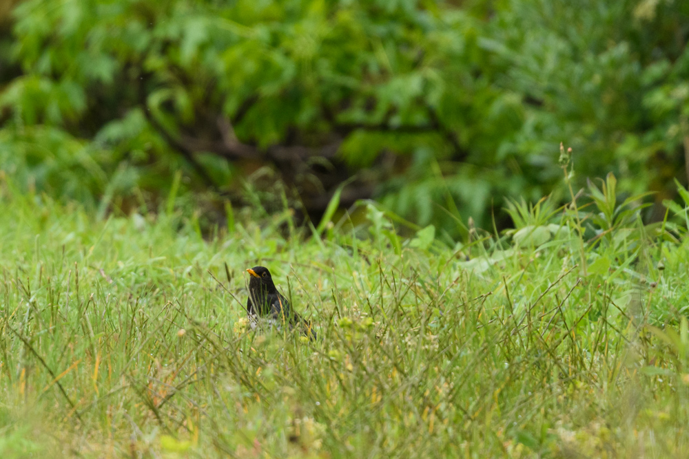 クロツグミ / Japanese Thrush