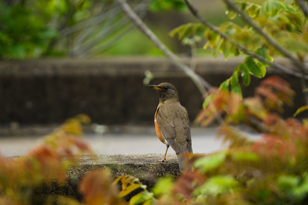 アカハラ / Brown-headed Thrush