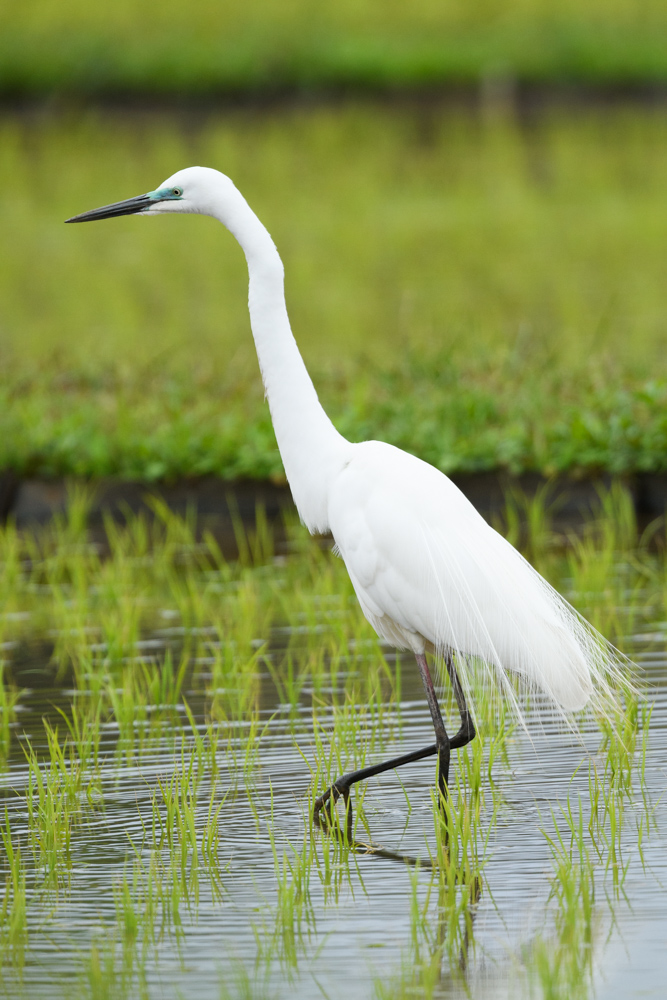 チュウダイサギ / Great Egret (A. a. modesta)