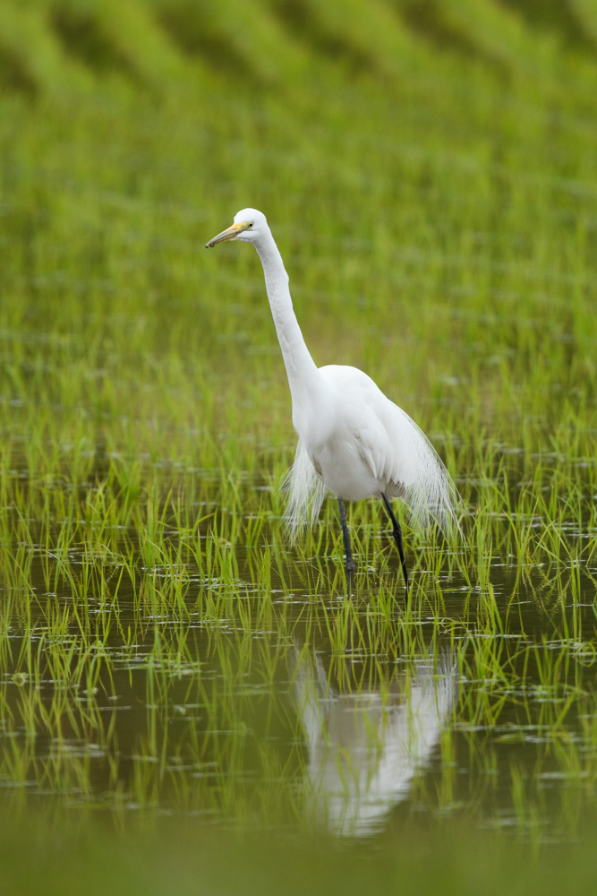 チュウダイサギ / Great Egret (A. a. modesta)