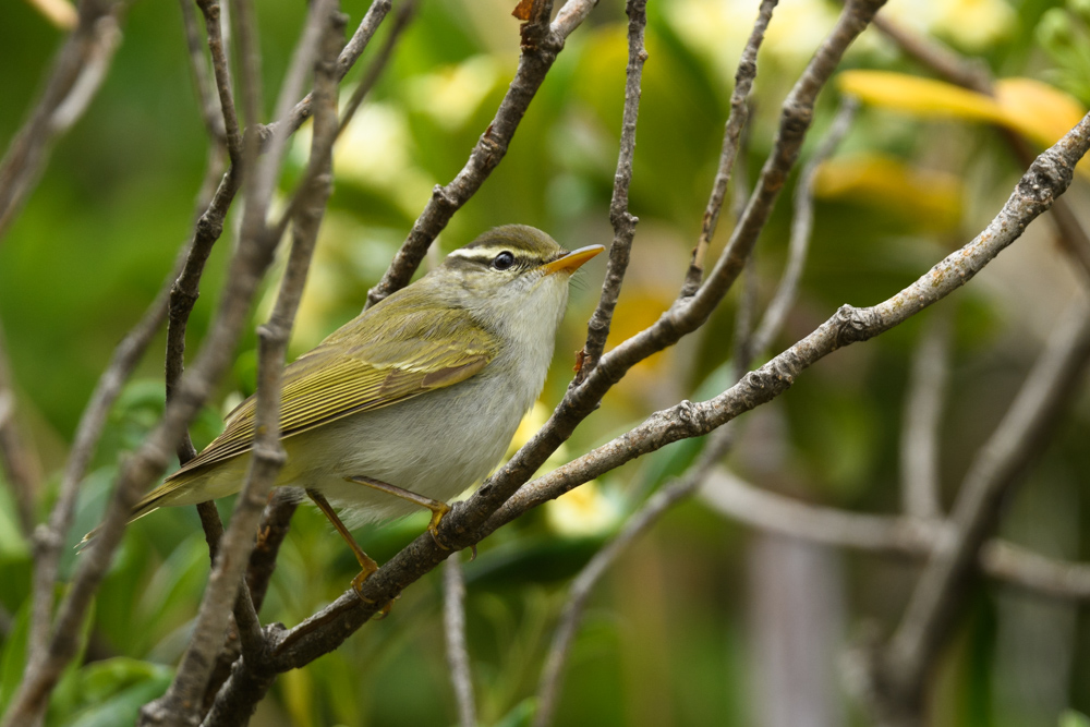 センダイムシクイ / Eastern Crowned Leaf Warbler